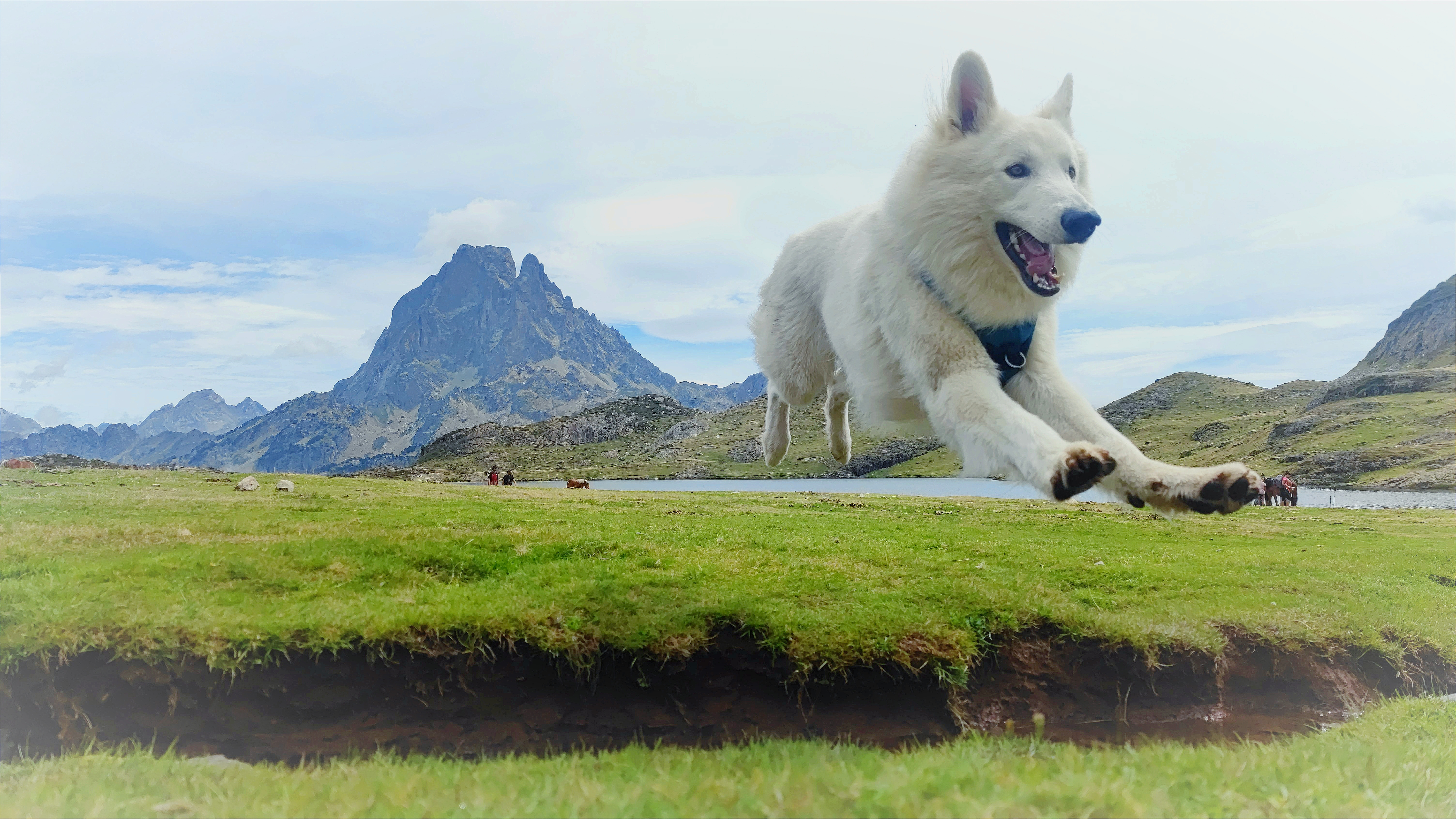 Image média: Créer un espace canin, caniparc