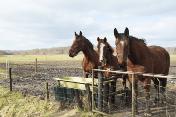 le-cheval-au-pre